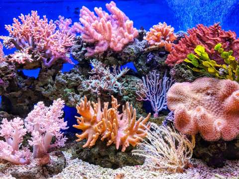 Half a Trillion Corals / World’s First Coral Count Prompts a Rethink of Extinction Risks