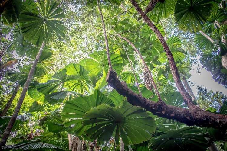 Opinion / Daintree’s Iconic Ecosystem Is Under Threat