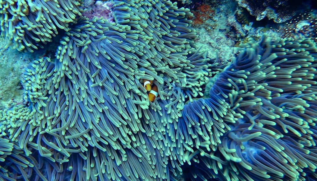 reef protection and indigenous knowledge
