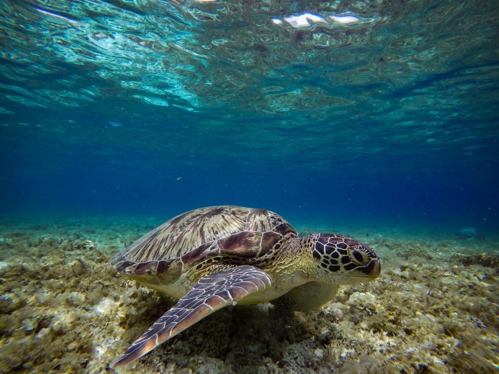 indigenous knowledge reef protection
