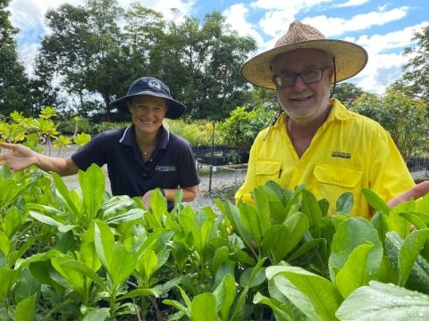 Native Plants Prepared to Improve Coasts and Jobs in Douglas Shire
