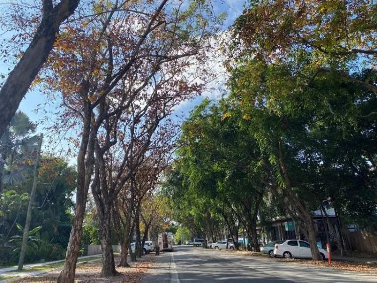 Update / Warner Street Rosewood Trees rosewoods