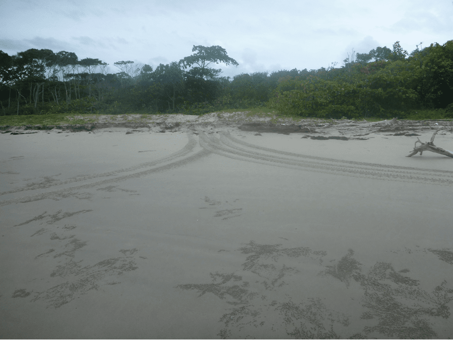 DSSG concerns with wonga beach foreshore management
