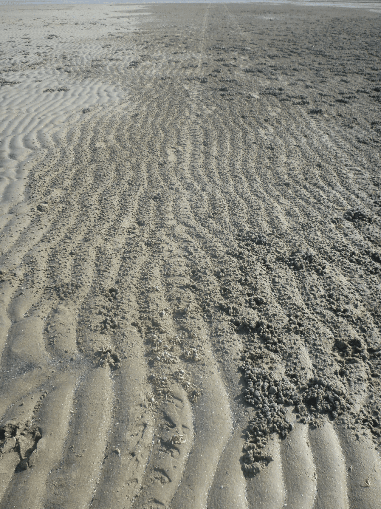 vehicle use on wonga beach