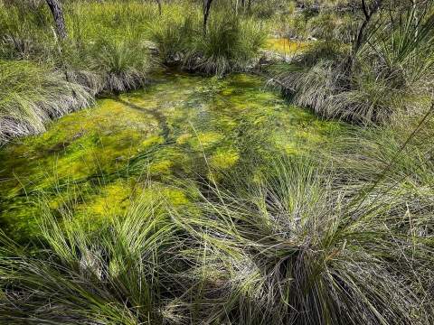 Magical Talaroo Hot Springs Opens For School Holidays