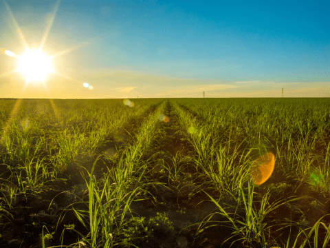 mossman cane industry