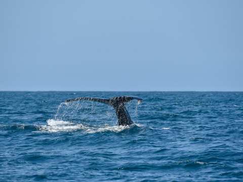 Get Involved with Whale Spotting