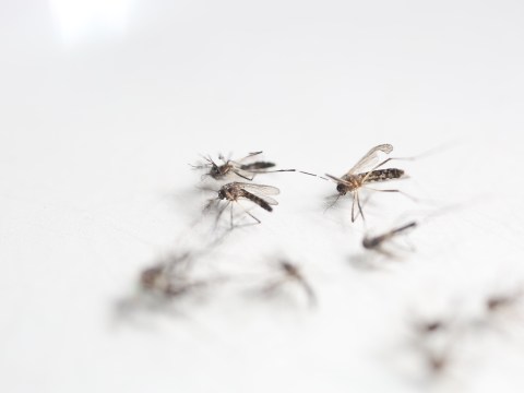 Major breakthrough for CSIRO in Fight Against Mosquito Diseases