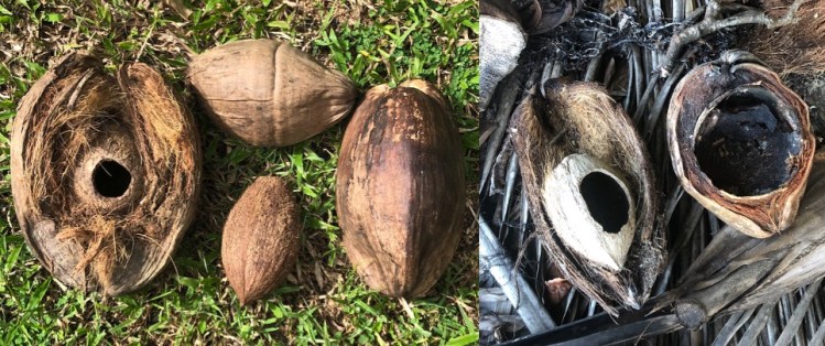 Research / Identifying the diversity of self-sown native coconuts in Queensland, Australia