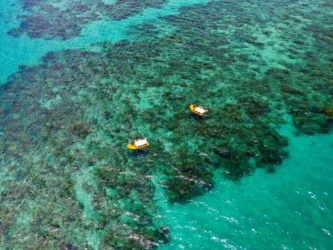 Special Delivery Brings New Life to the Great Barrier Reef