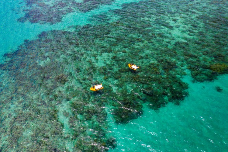 Special Delivery Brings New Life to the Great Barrier Reef
