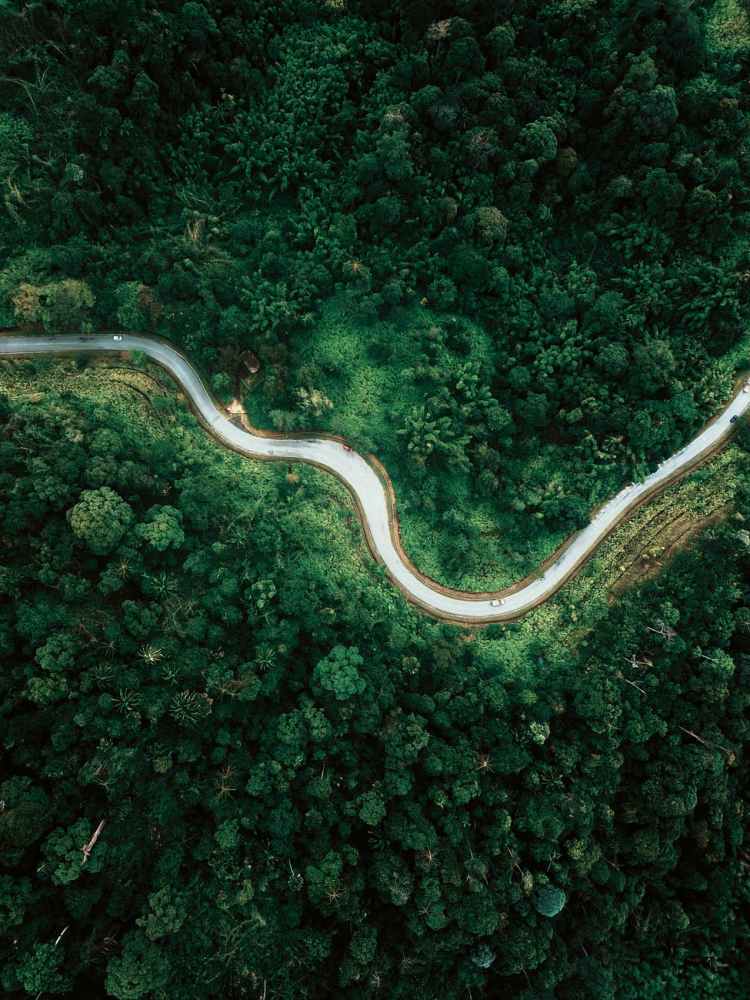 FANCY YOURSELF A BUDDING NATURE PHOTOGRAPHER ? drone view narrow curvy road between green forest