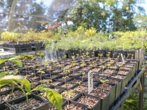 New Native Nursery set to Restore and Regenerate Daintree Rainforest