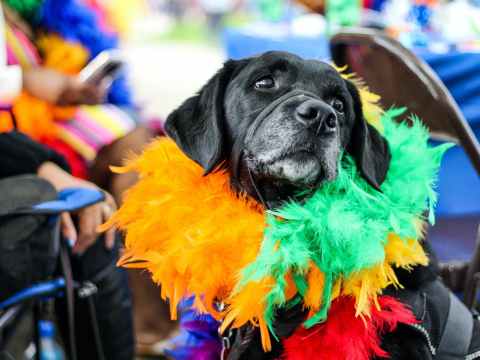 Carnivale Weekend Guide | Friday 20 May-Sunday 22 May 2022 black dog wearing fur decor