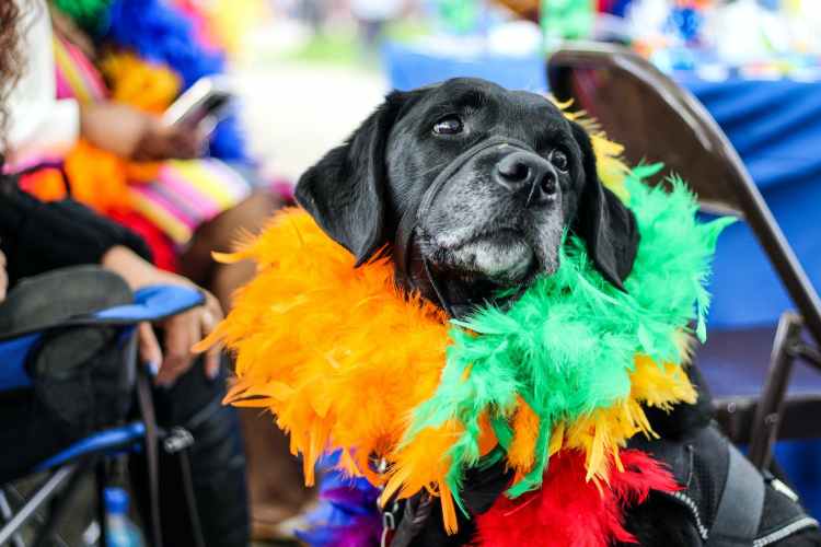 Carnivale Weekend Guide | Friday 20 May-Sunday 22 May 2022 black dog wearing fur decor