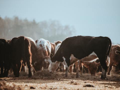 POLICE REPORT / Unlawful Killing of Stock in Cape York – Can You Help Stop It?