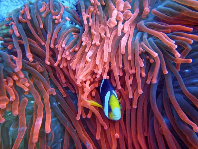 photo of a fish on corals