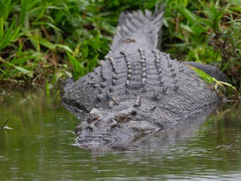 Legendary Daintree crocodile Scarface mysteriously returns Daintree crocodile Scarface returns