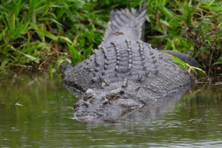 Daintree crocodile Scarface returns
