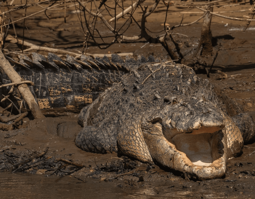 Scarface King of the Daintree crocodiles returns