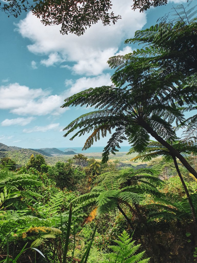 daintree rainforest grid power debate
