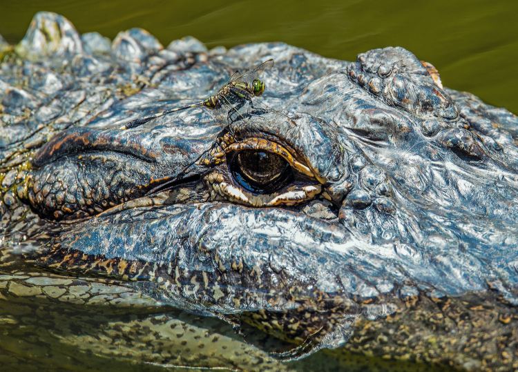 Crocodile Roundtable to Convene in Cairns on Thursday CROCODILE MANAGEMENT ROUNDTABLE CAIRNS